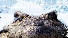 国产巨鳄视频大全下载,一网打尽国内热门鳄鱼题材影视作品