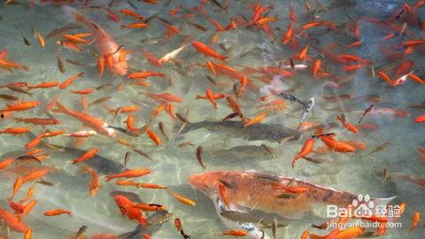 金鱼繁殖国产鱼苗视频大全,国产鱼苗视频大全解析  第1张