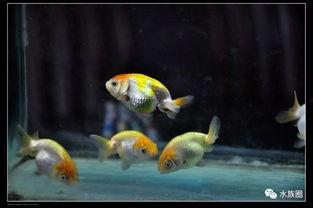 金鱼繁殖国产鱼苗视频大全,国产鱼苗视频大全解析  第2张