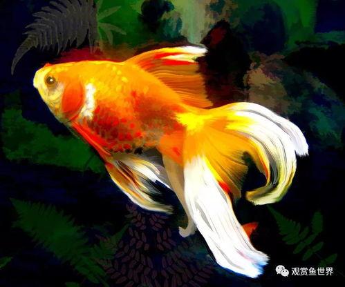 金鱼繁殖国产鱼苗视频大全,国产鱼苗视频大全解析  第3张