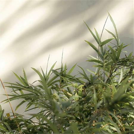 国产流出视频草,揭秘国内影视产业的新趋势与挑战  第3张