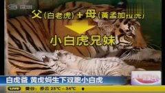 国产小白虎视频,揭秘国产动画新星的崛起之路  第2张