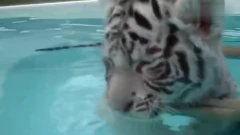 国产小白虎视频,揭秘国产动画新星的崛起之路  第3张