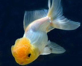 国产狮子头金鱼养法视频  第2张