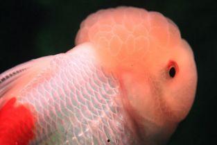 国产狮子头金鱼养法视频  第3张